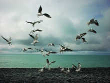gulls