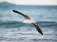 segulflying